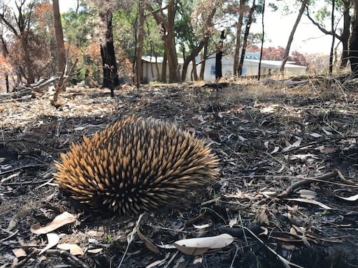 An Echidna