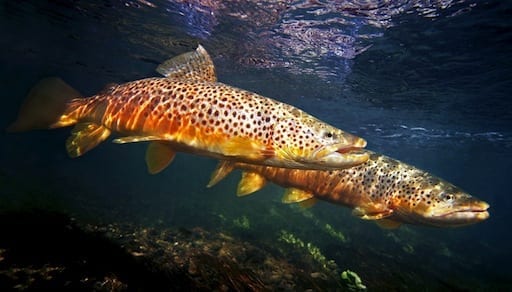 Introduced Brown Trout